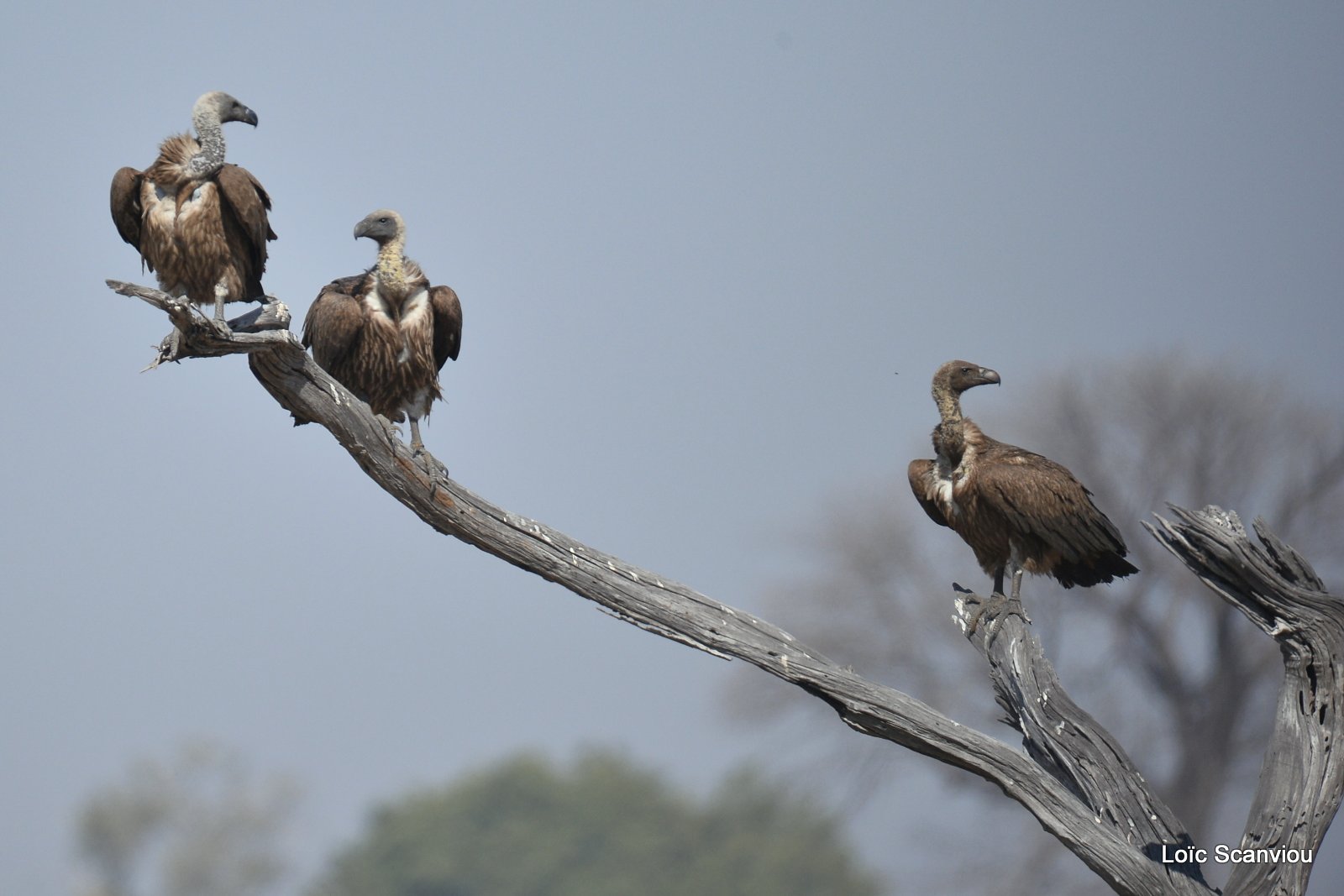 Vautour africain/Whitebaced Vulture (1)
