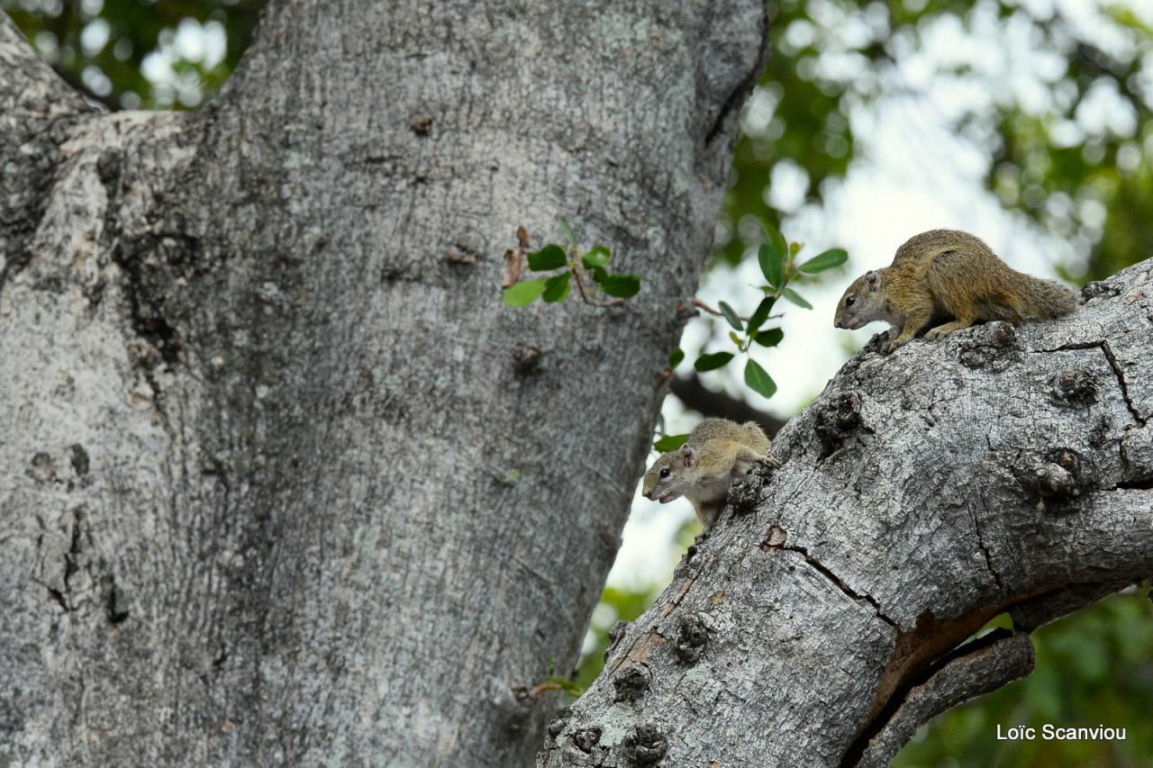 Ecureuil/Squirrel (4)