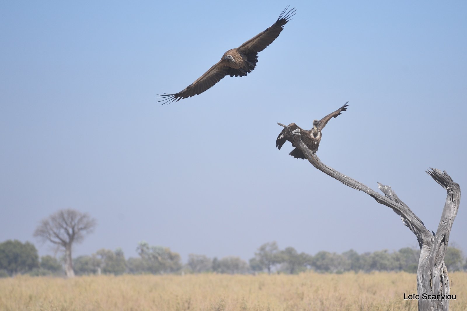 Vautour africain/Whitebaced Vulture (2)
