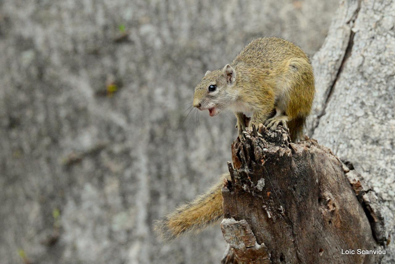 Ecureuil/Squirrel (5)