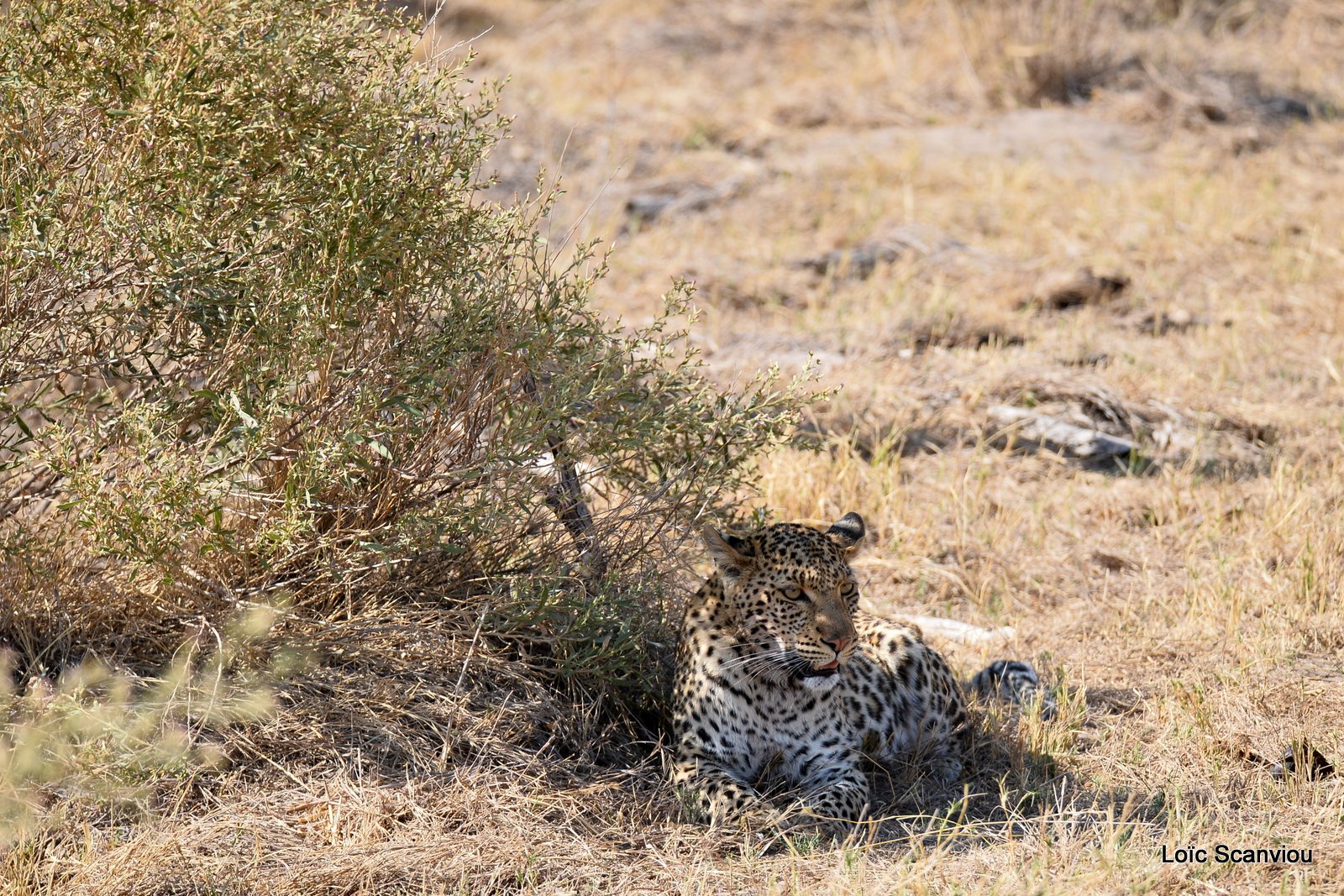 Léopard/Leopard (12)