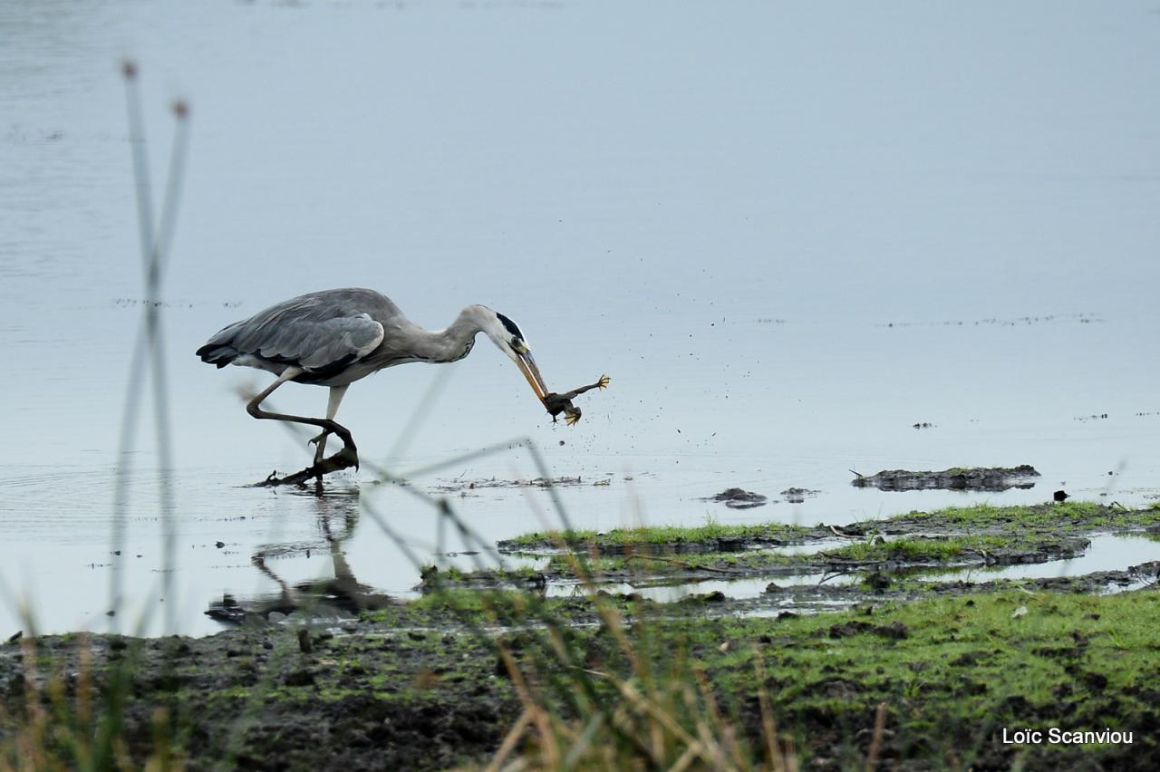 Héron cendré/Grey Heron (2)