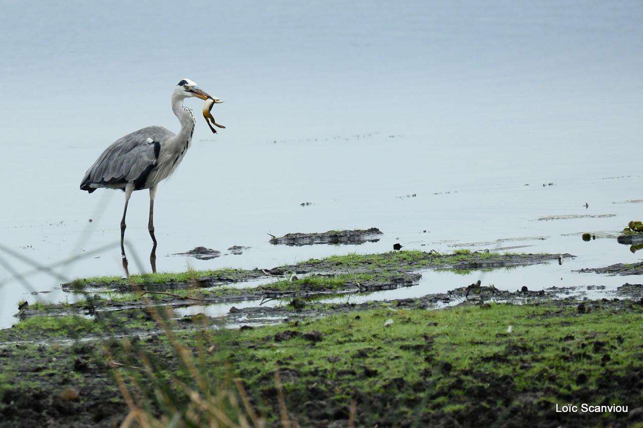 Héron cendré/Grey Heron (3)