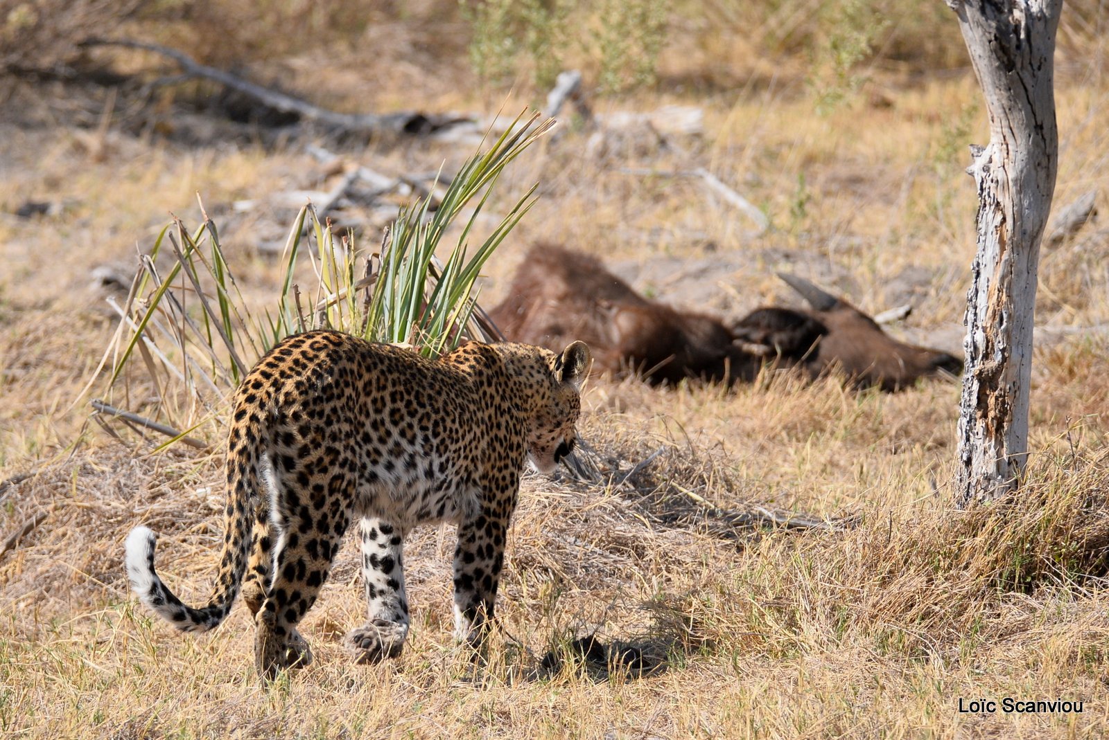 Léopard/Leopard 