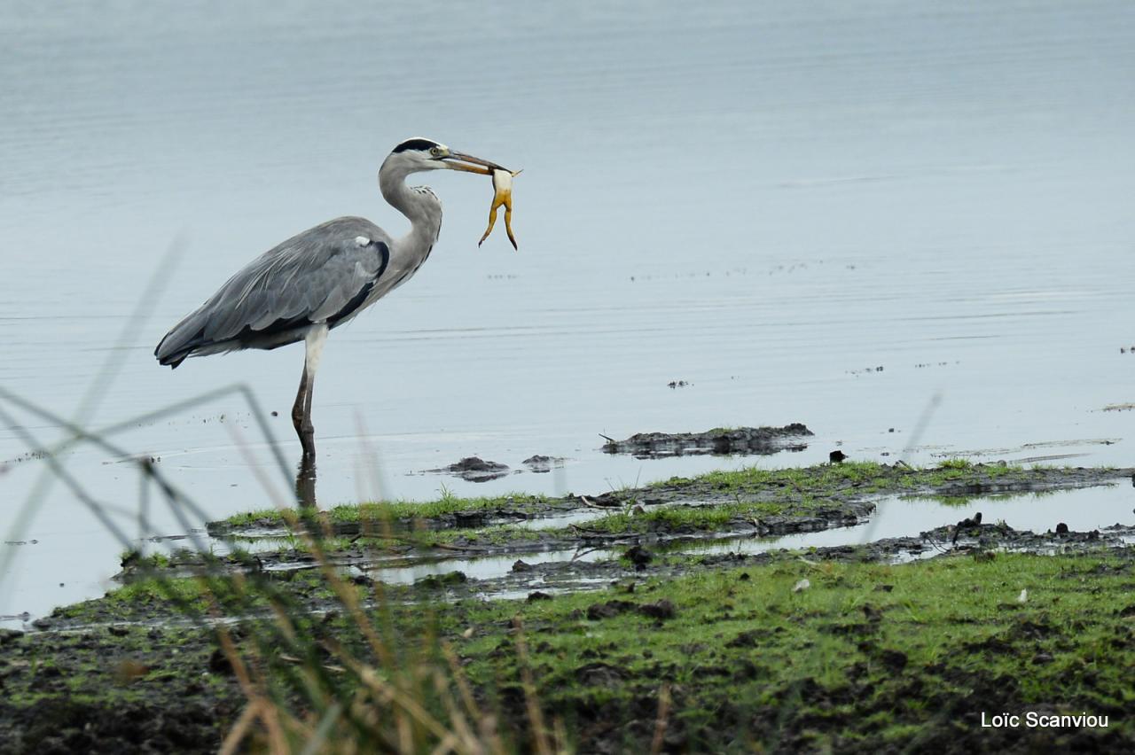 Héron cendré/Grey Heron (4)