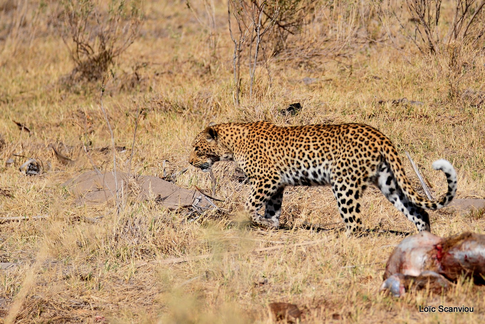 Léopard/Leopard (14)
