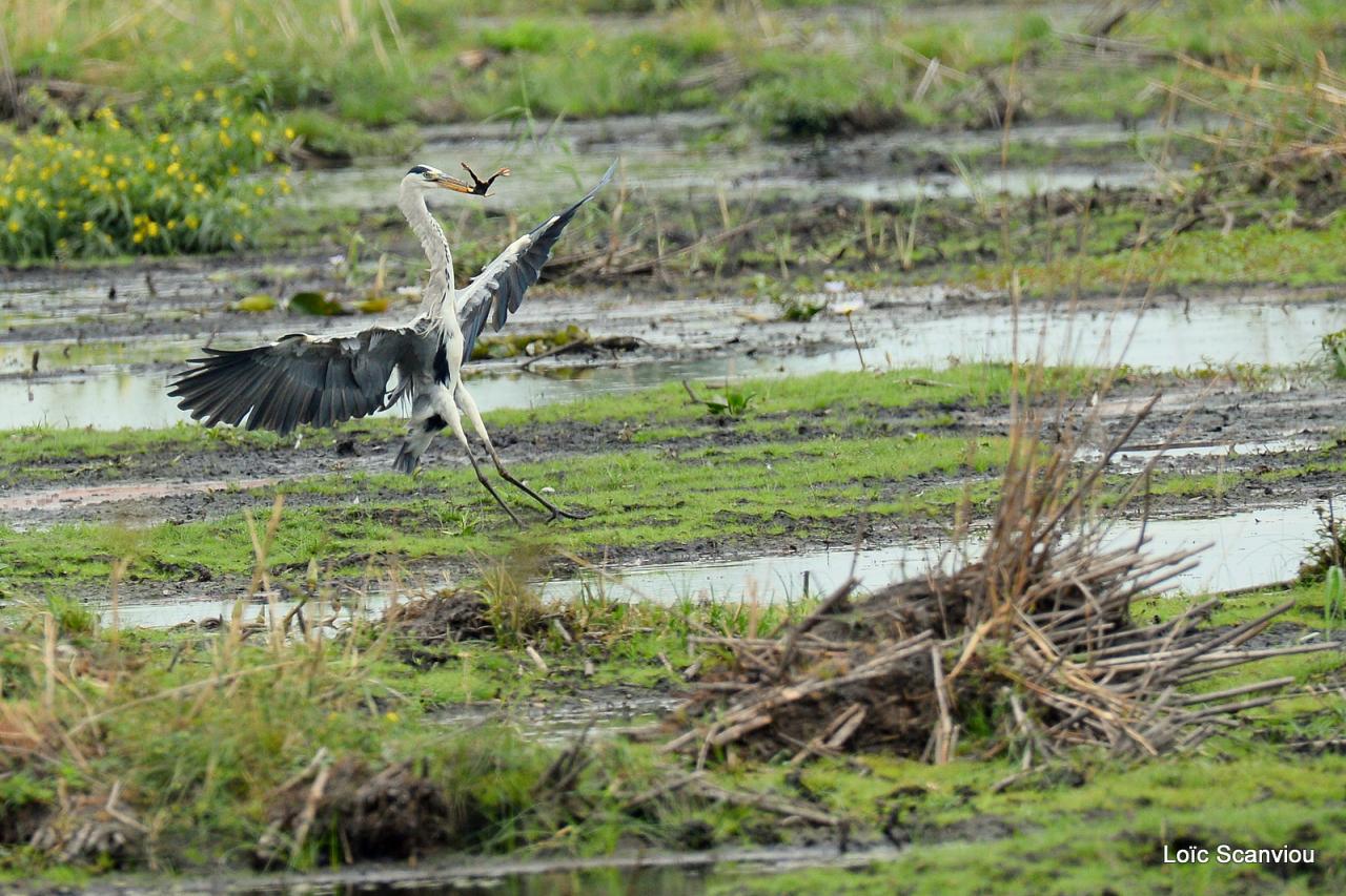Héron cendré/Grey Heron (5)