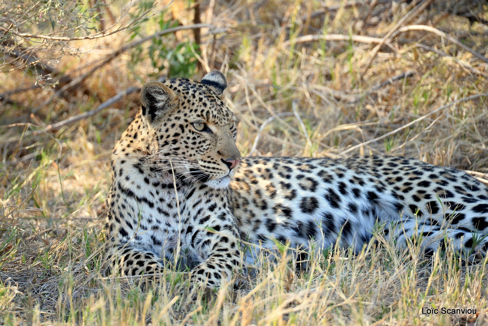 Léopard/Leopard (15)