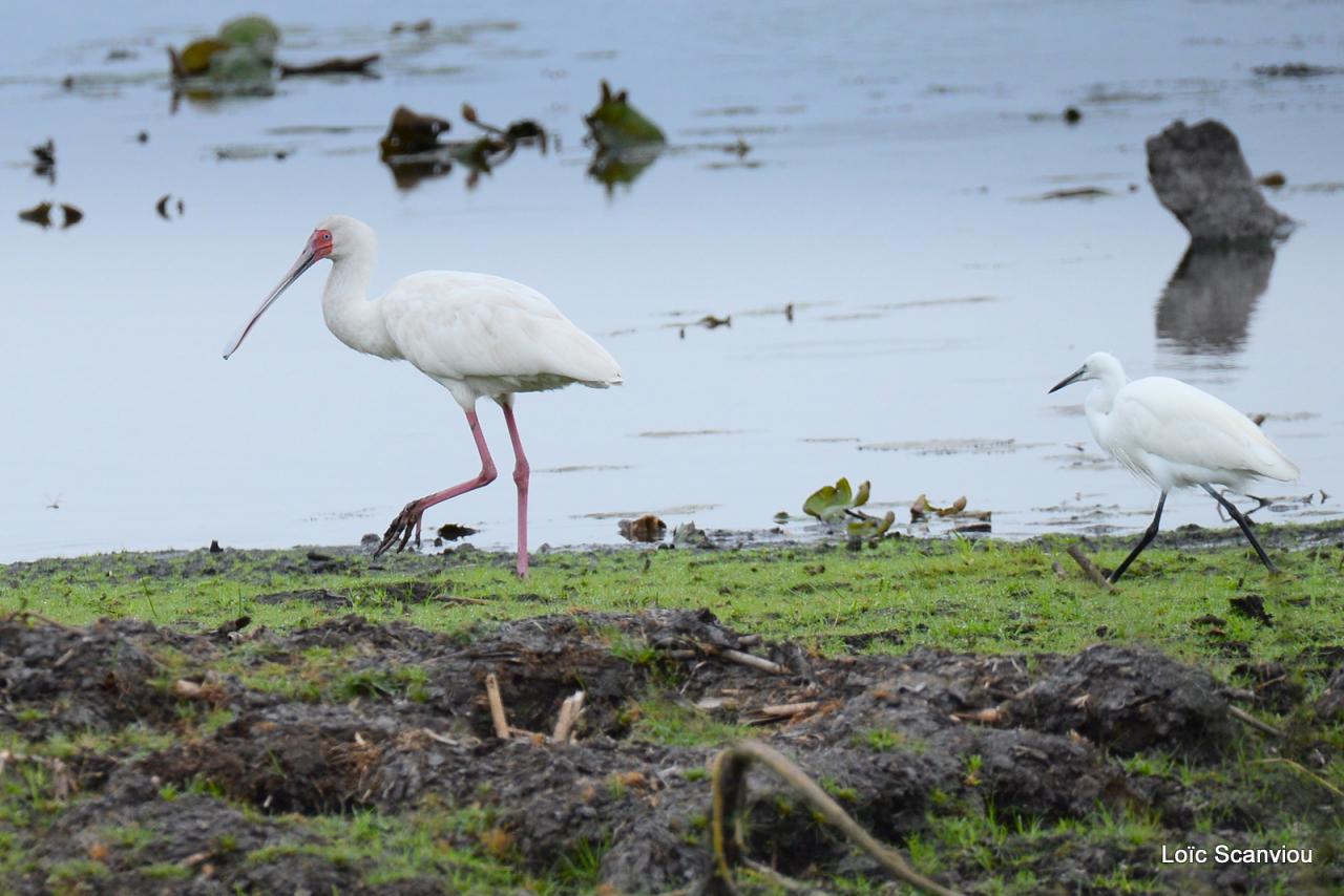 Spatule d'Afrique/African Spoonbill (1)