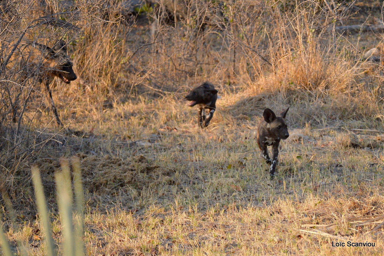 Lycaon/African Wild Dog (4)