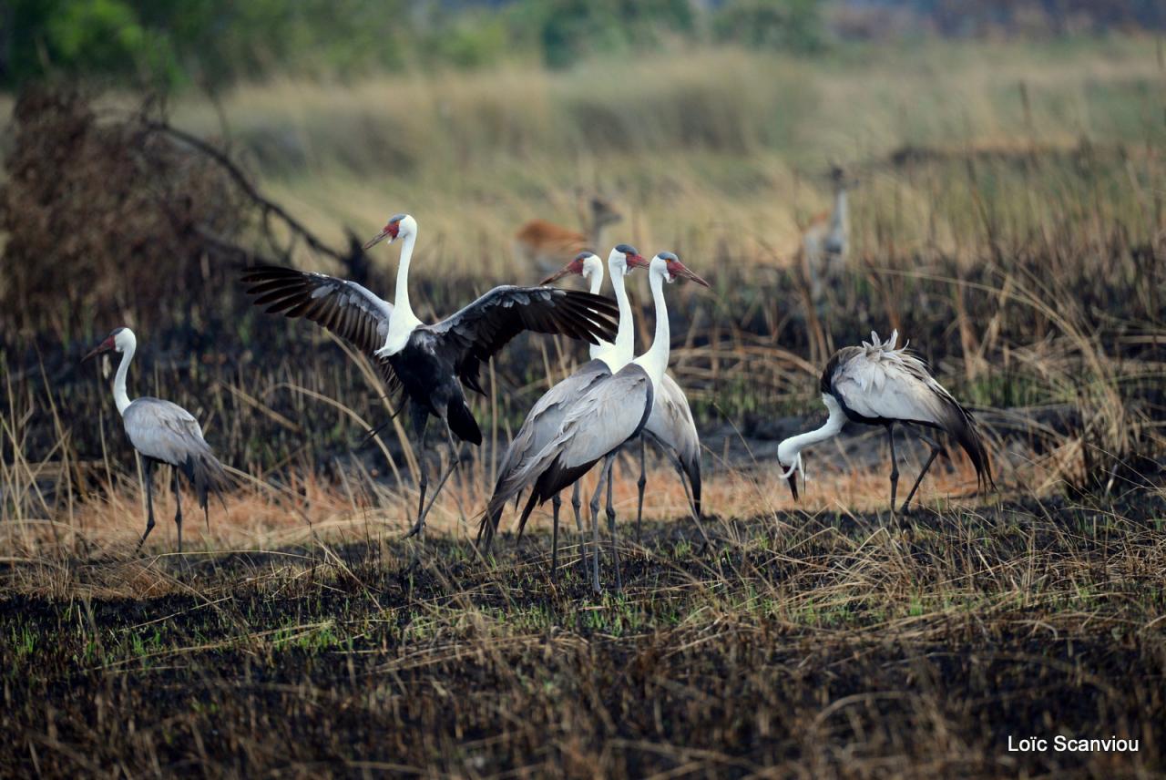 Grues/Cranes (1)
