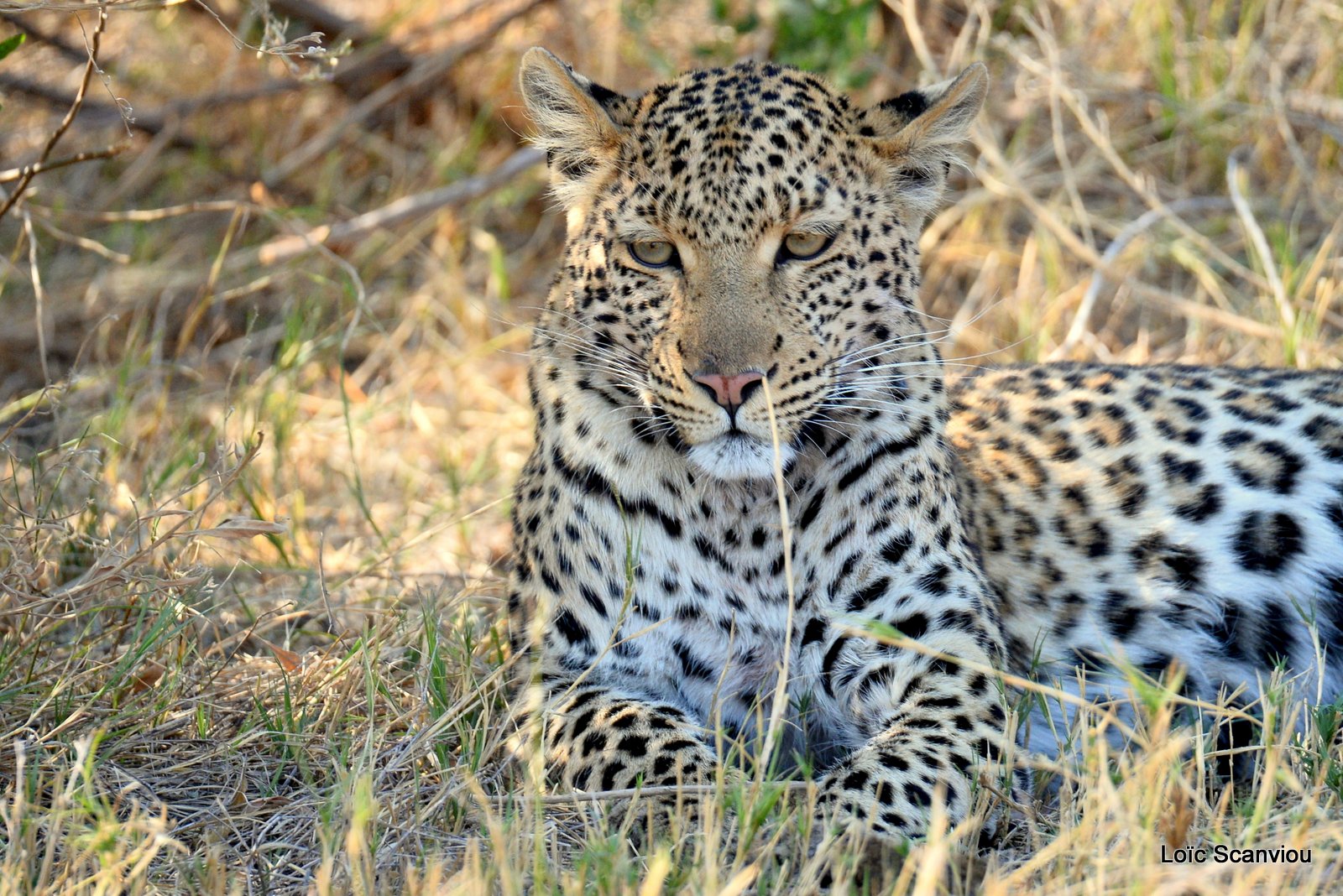 Léopard/Leopard (16)