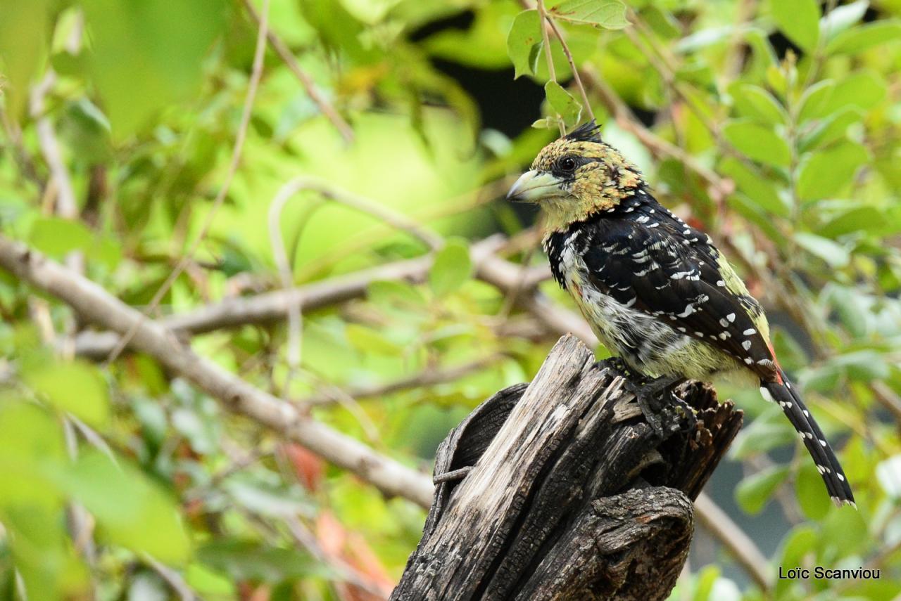 Barbican promépic/Crested Barbet (1)