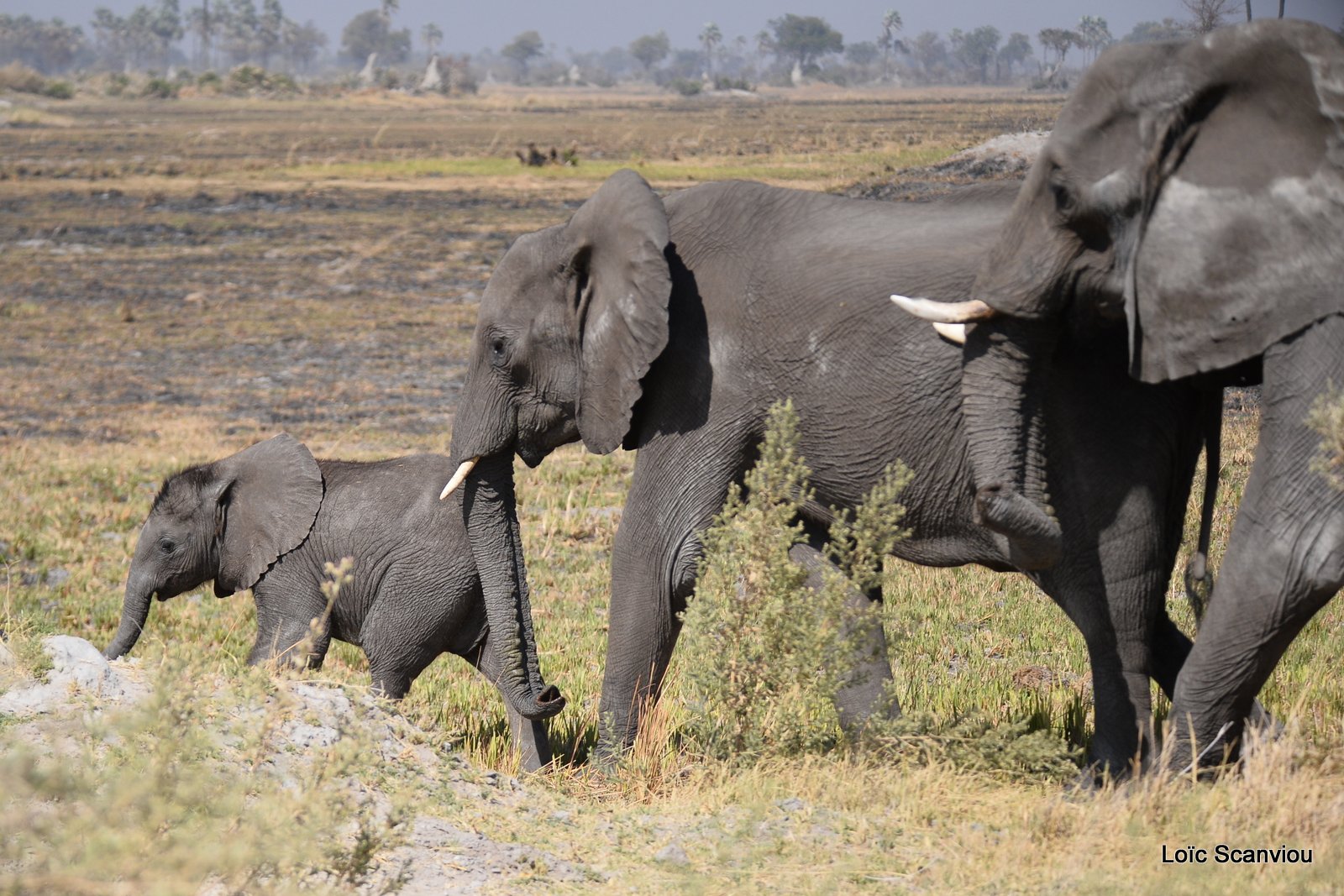 Eléphant d'Afrique/African Elephant (10)