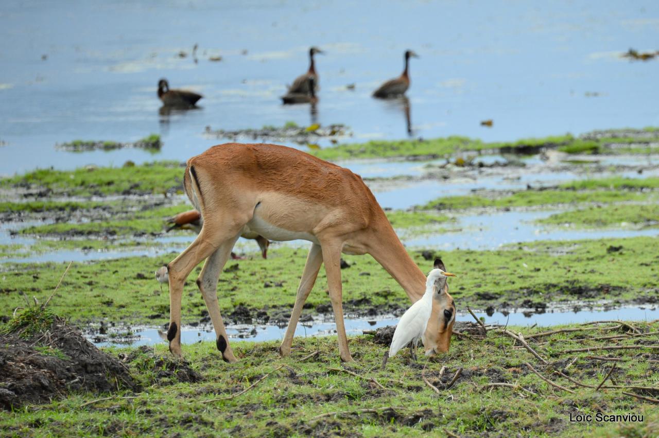 Cobe Lechwe/Red Lechwe (9)