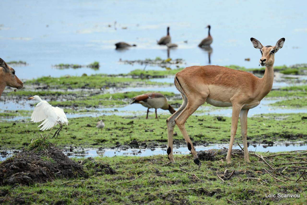 Cobe Lechwe/Red Lechwe (10)