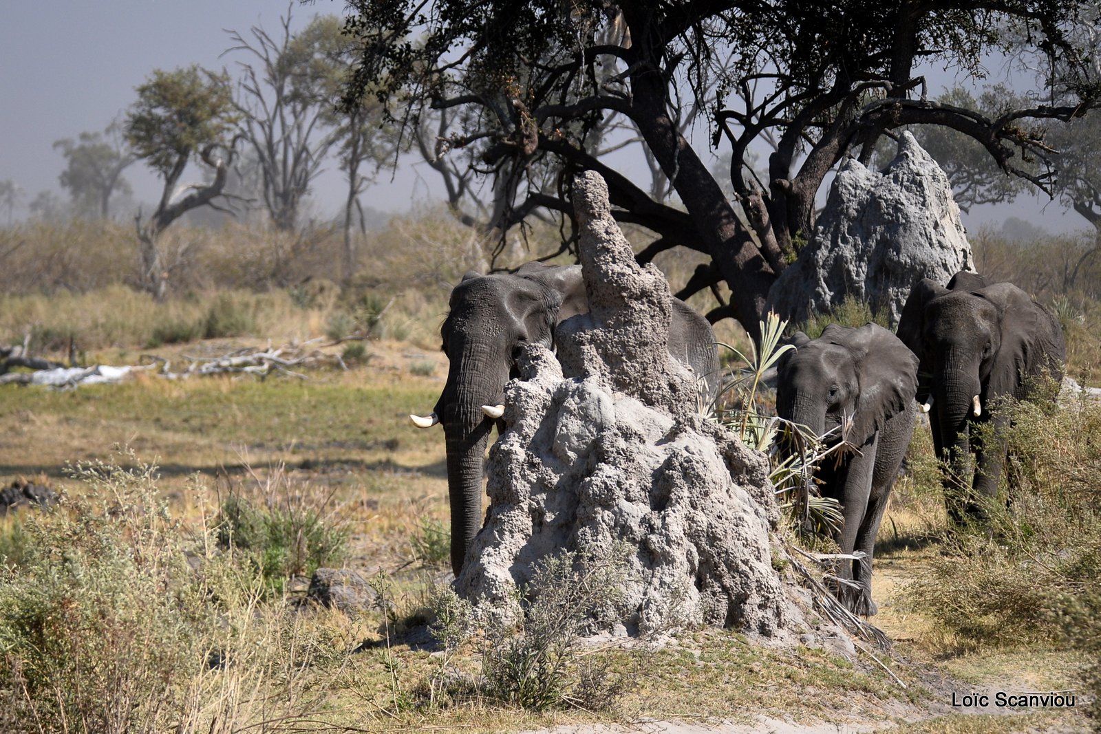 Eléphant d'Afrique/African Elephant (15)