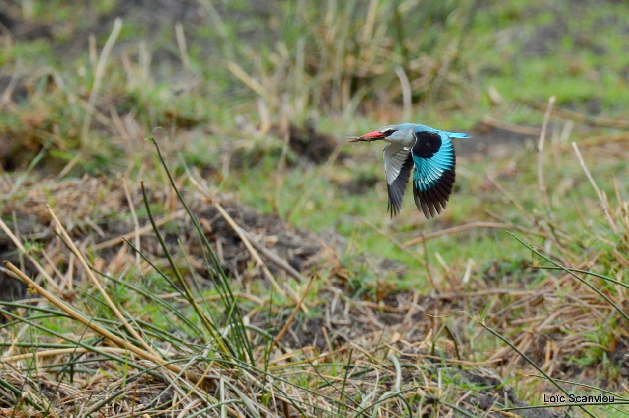 Martin-chasseur du Sénégal/Woodland Kingfisher (1)