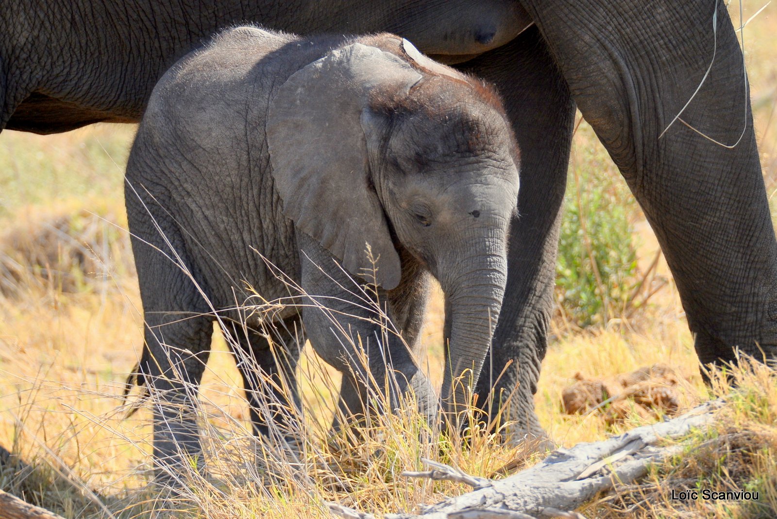 Eléphant d'Afrique/African Elephant (11)