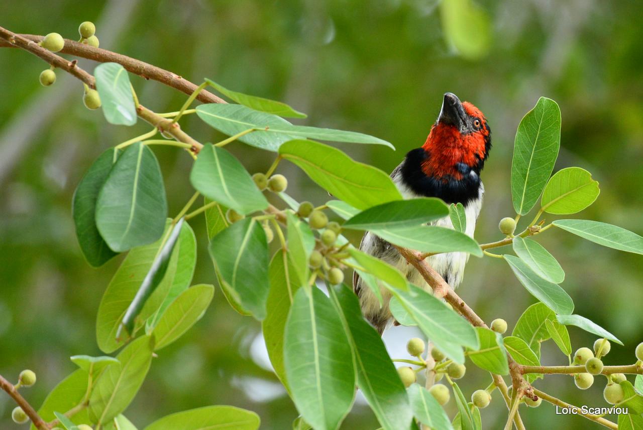 Barbican à collier/Black-collared Barbet (2)