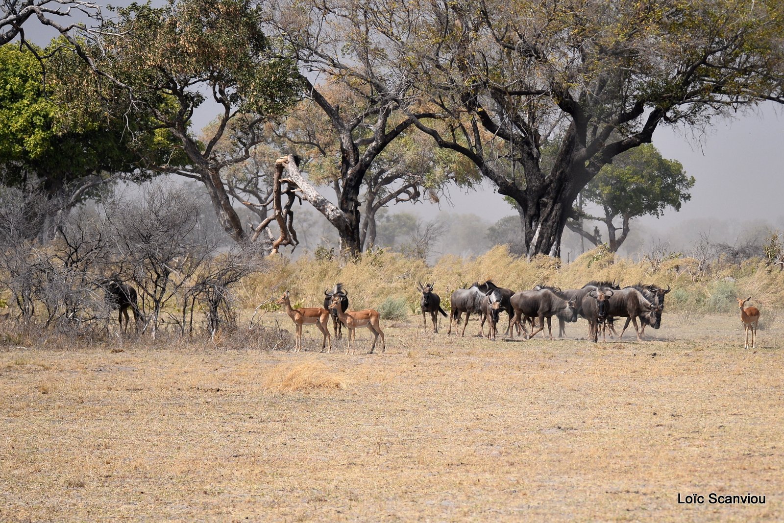 Impala et gnous/Impalas with Wildbeets (1)