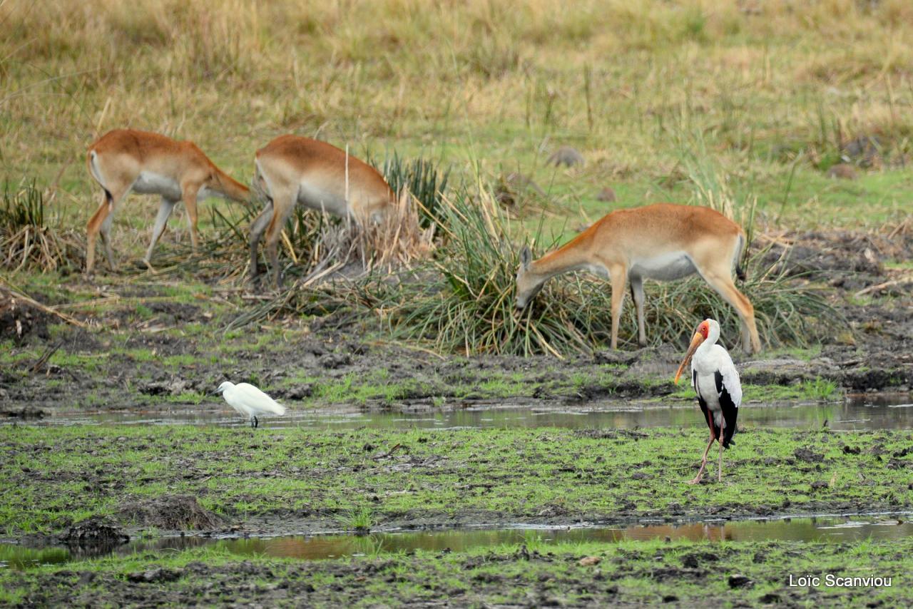 Cobe Lechwe/Red Lechwe (11)