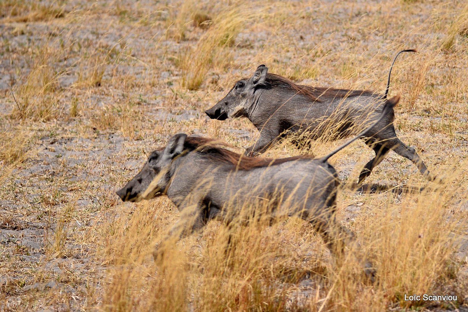 Phacochère/Warthog (1)