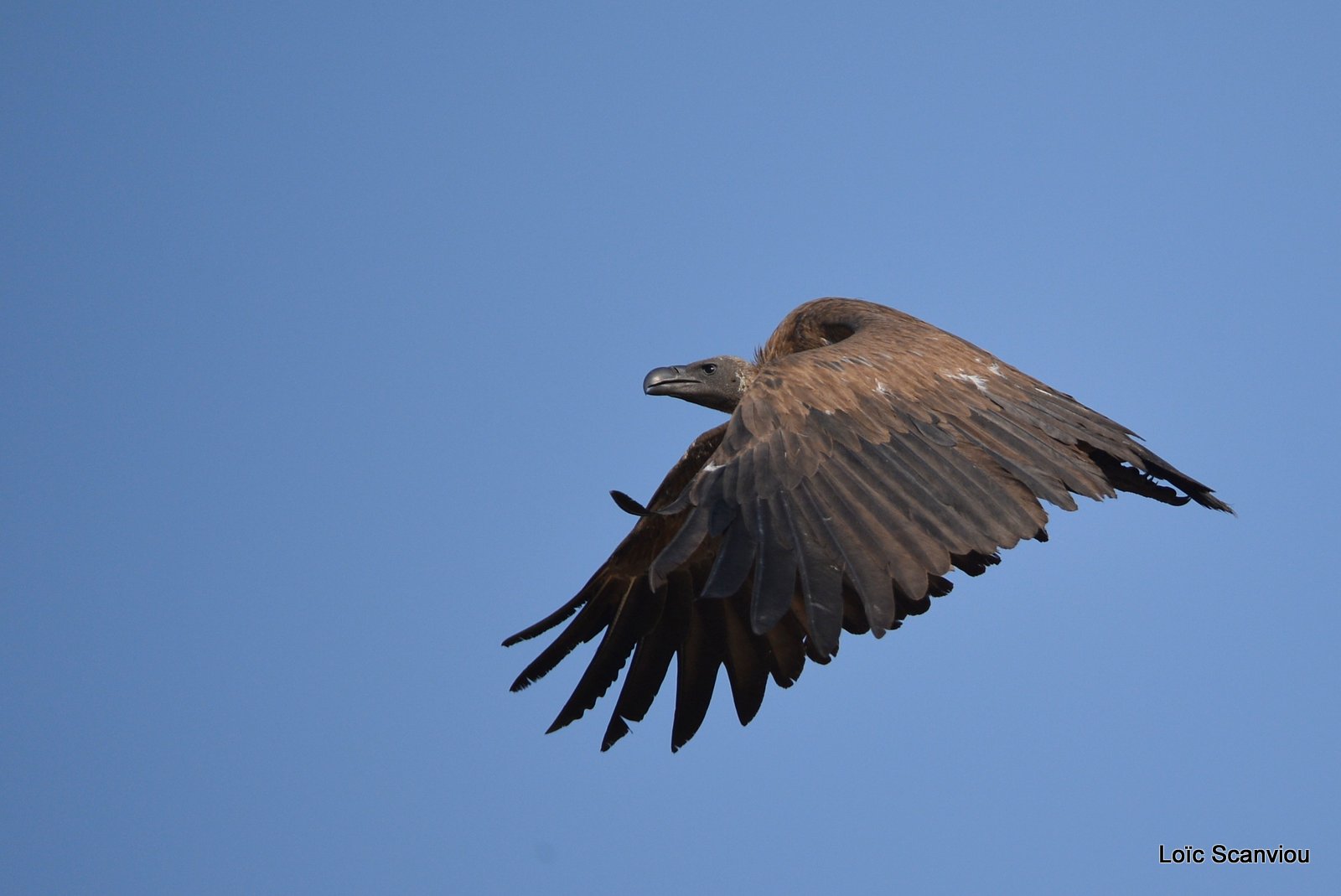 Vautour africain/Whitebaced Vulture (3)