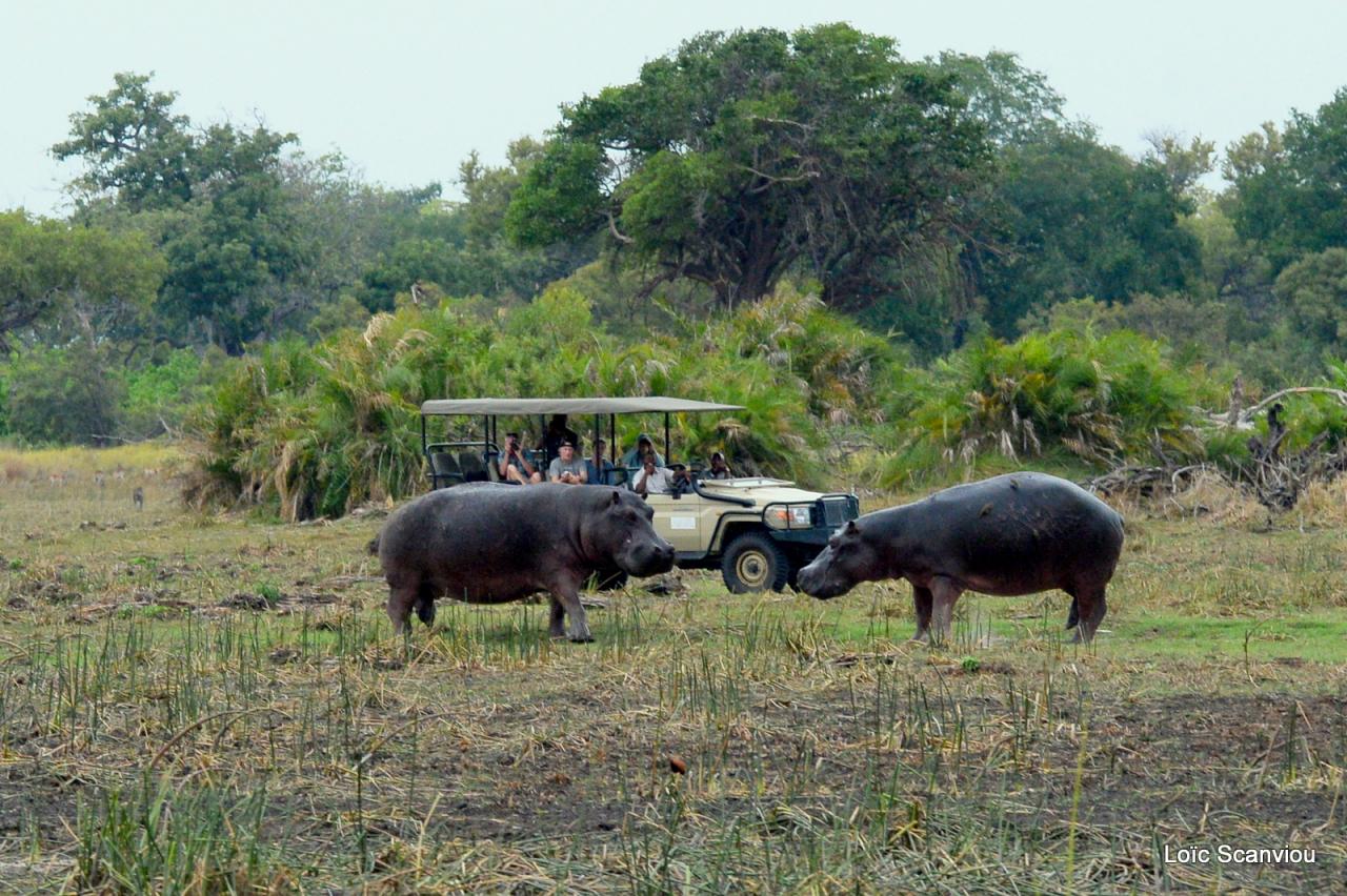 Hippopotame/Hippopotamus (1)
