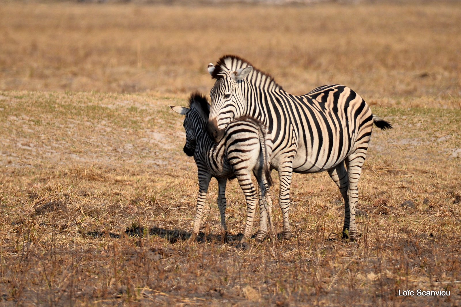 Zèbres/Zebras (6)
