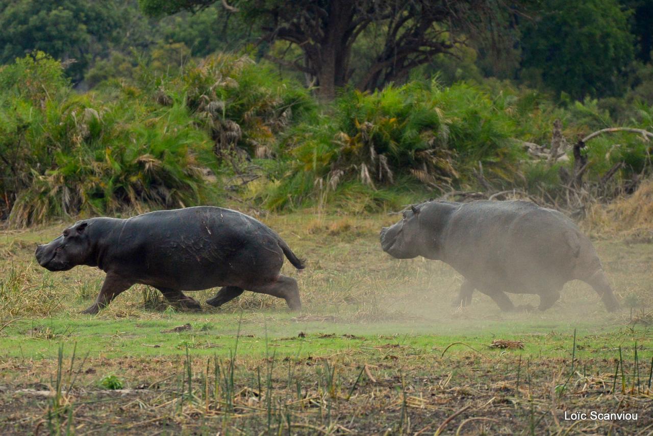 Hippopotame/Hippopotamus (2)