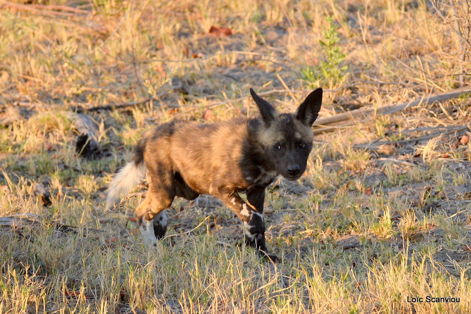 Lycaon/African Wild Dog (5)