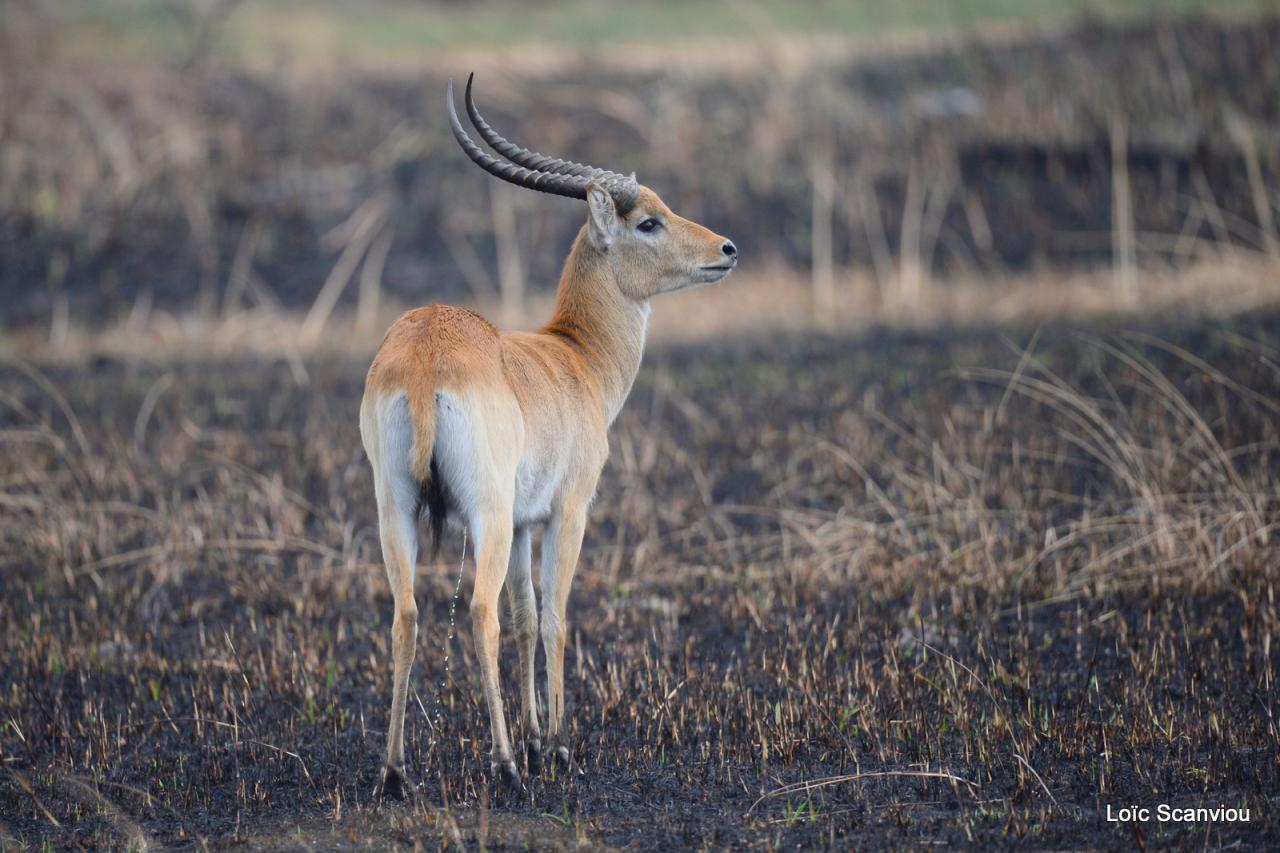 Cobe Lechwe/Red Lechwe (2)