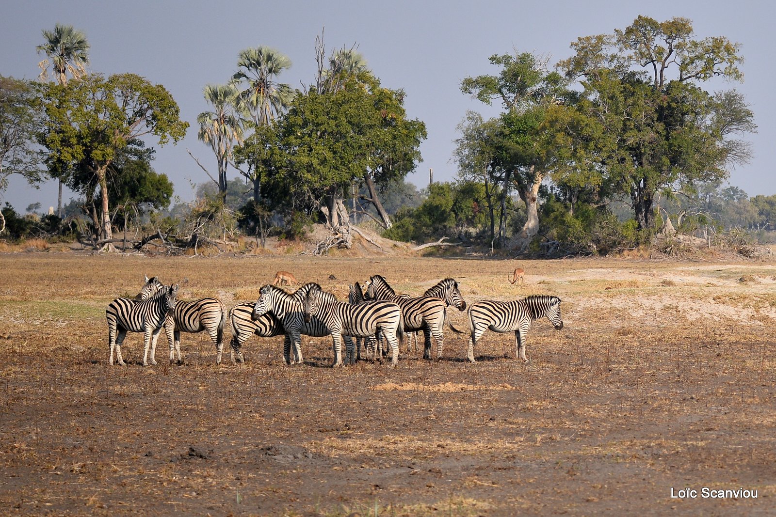 Zèbres/Zebras (7)