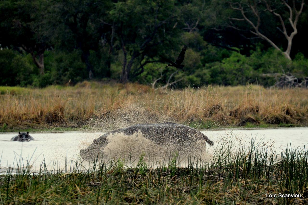 Hippopotame/Hippopotamus (3)