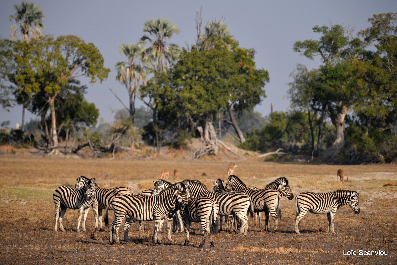 Zèbres/Zebras (8)