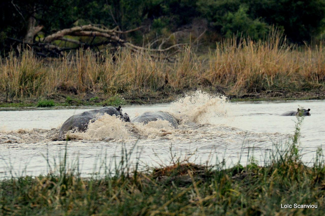 Hippopotame/Hippopotamus (4)