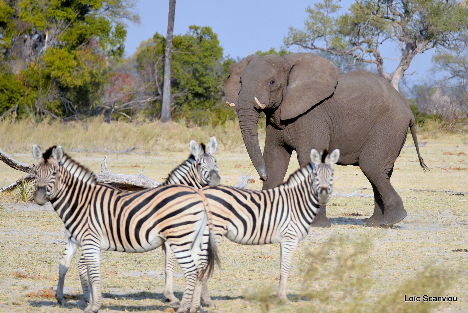 Eléphant et zèbres/Elephant with zebras (1)