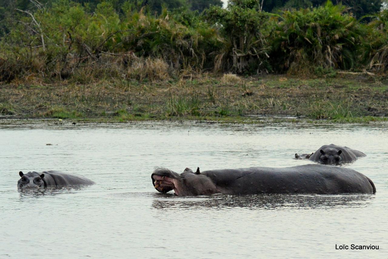 Hippopotame/Hippopotamus (5)