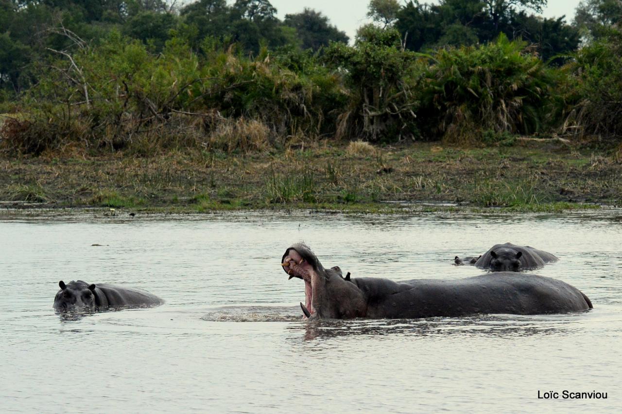 Hippopotame/Hippopotamus( 6)