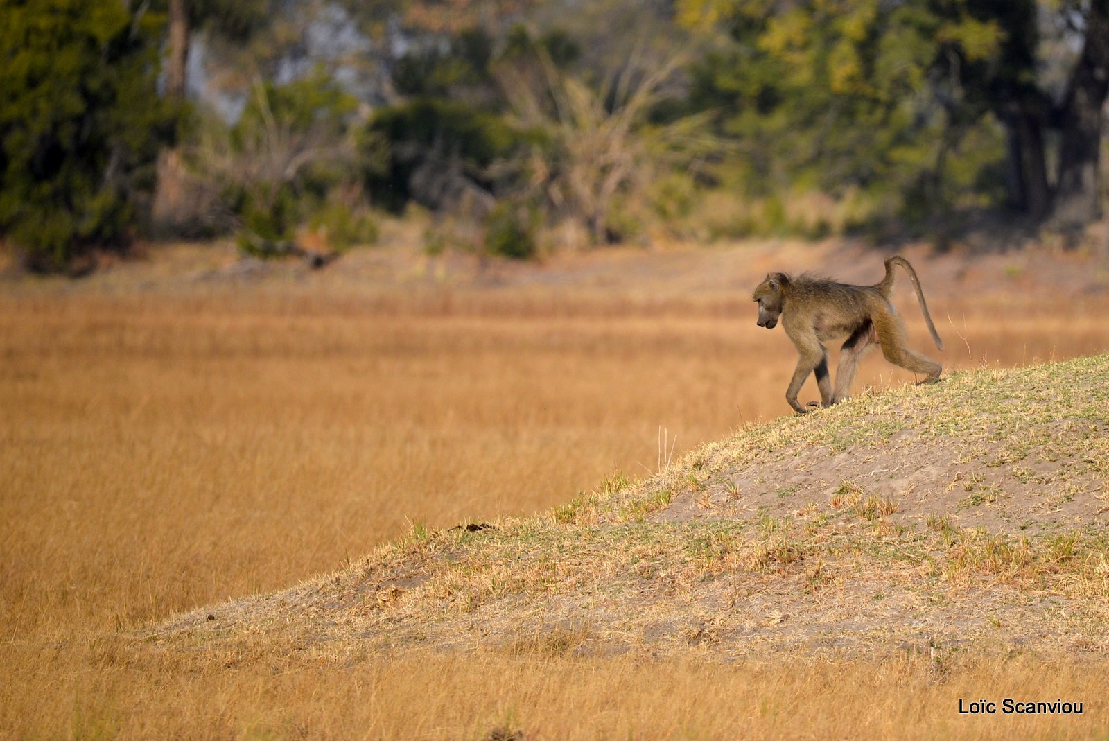 Babouin chacma/Chacma Baboon (2)