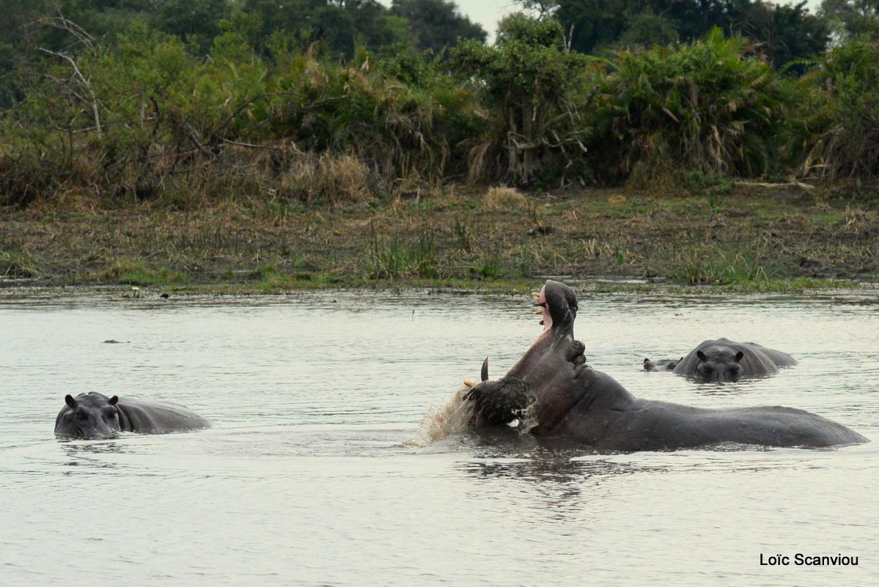 Hippopotame/Hippopotamus (7)