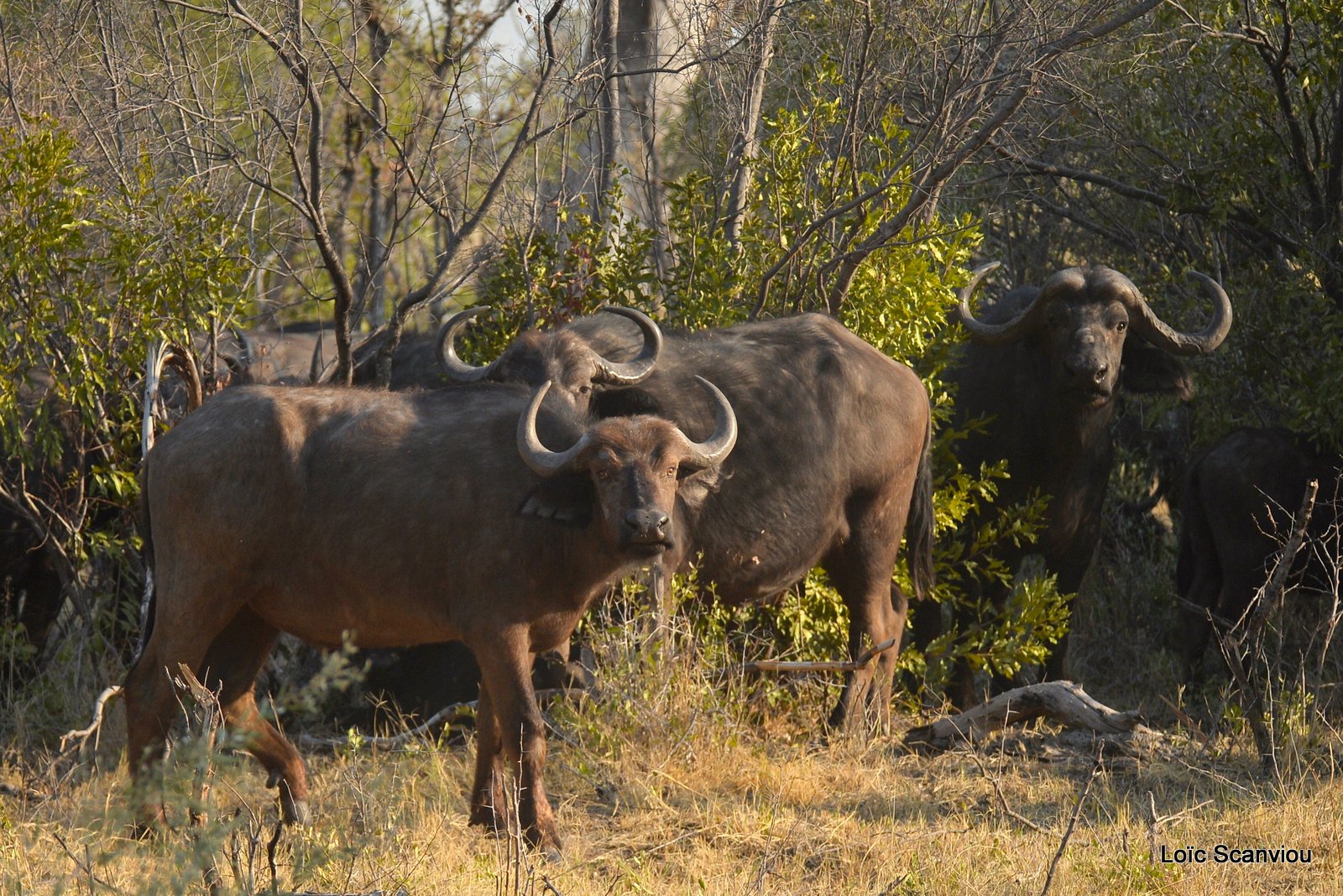 Buffle d'Afrique/Cape Buffalo (2)