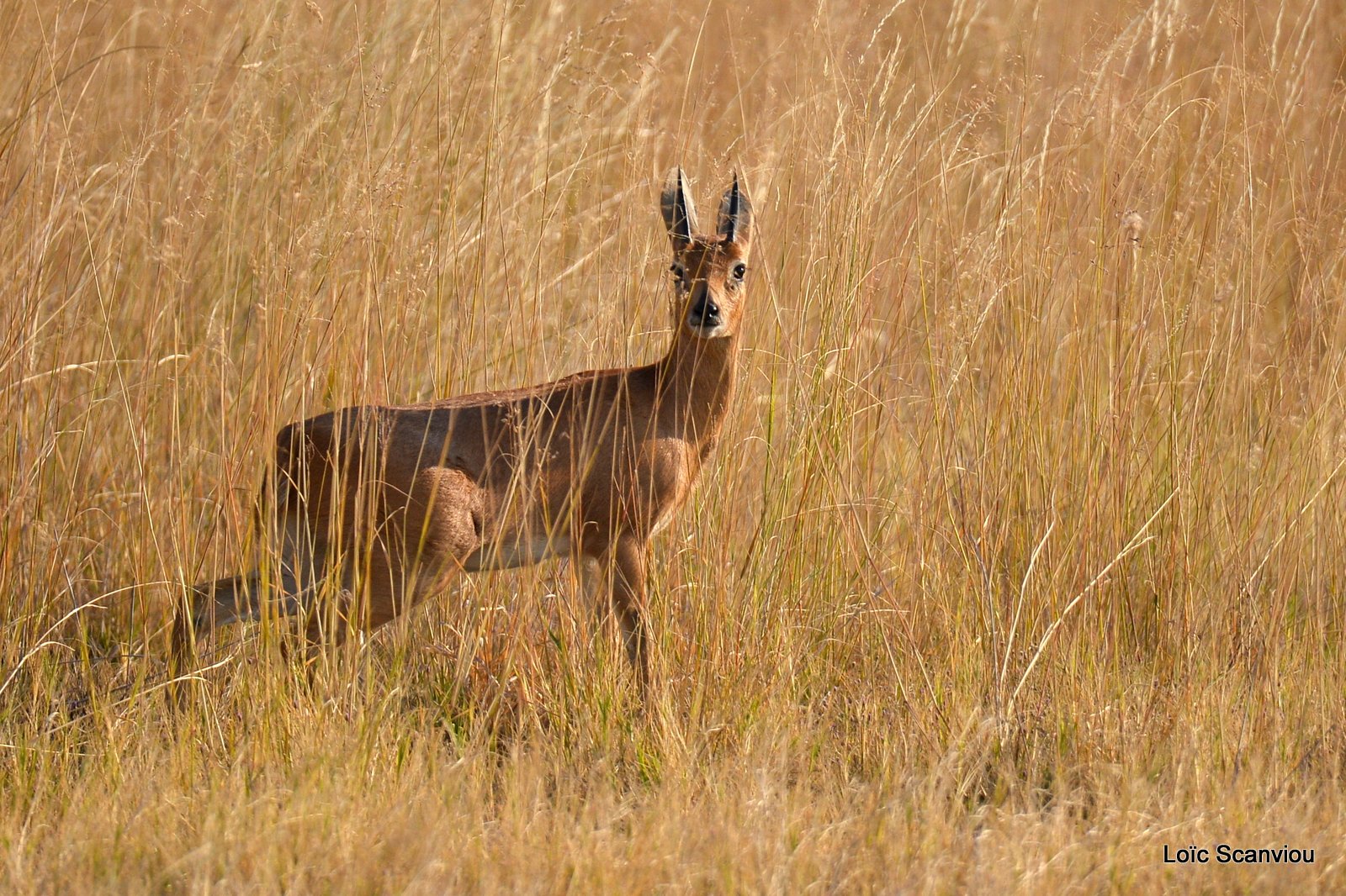 Raphicère Champêtre/Steenbok (1)