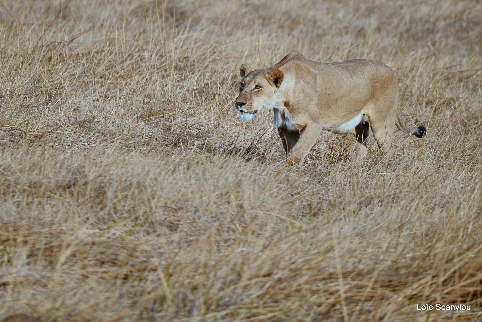 Lionne/Lioness (1)