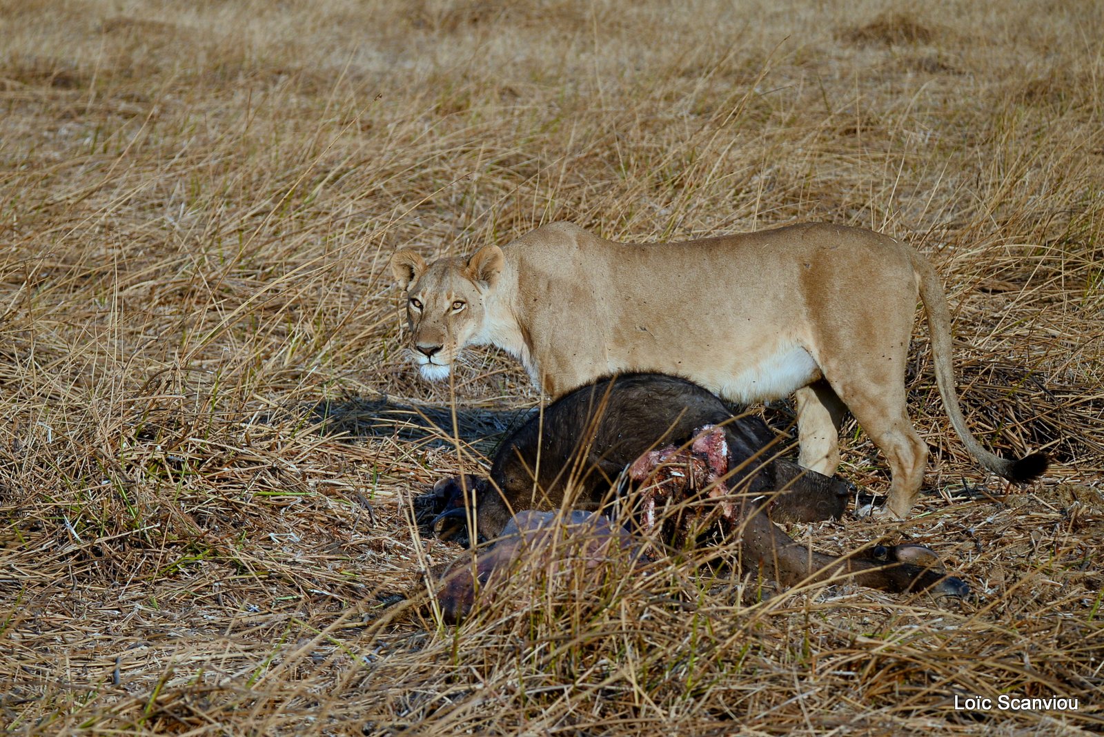 Lionne/Lioness (2)