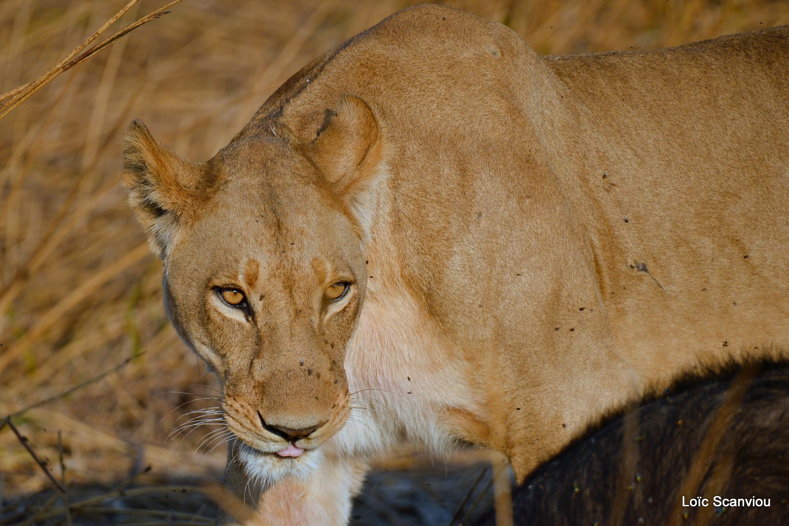 Lionne/Lioness (3)