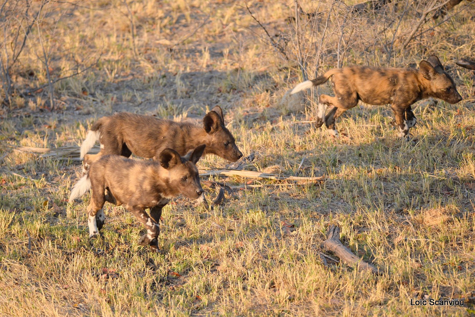 Lycaon/African Wild Dog (6)