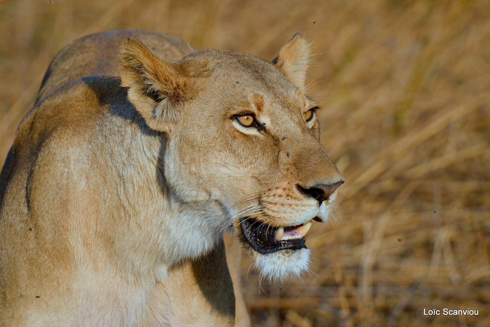 Lionne/Lioness (4)