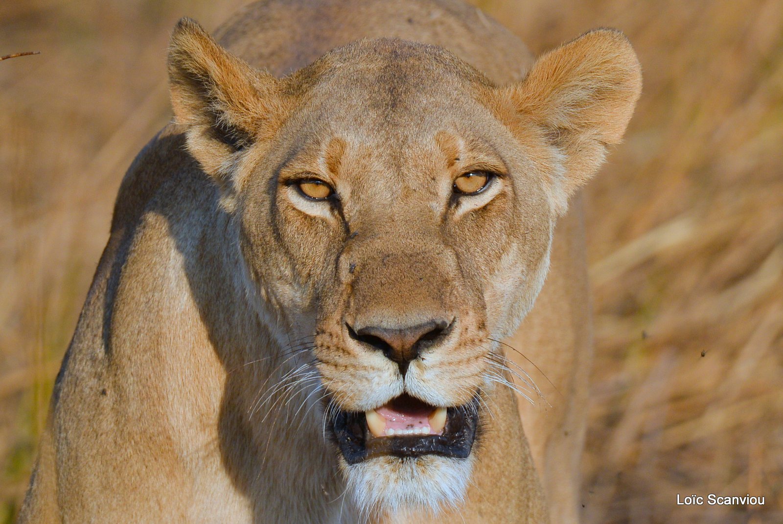 Lionne/Lioness (5)